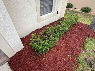 Bush Trimming by Arely Elrod for Christopher V. in Gibsonton, FL