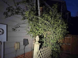 Bush Trimming by David Timmons for Adrian W. in Raleigh, NC