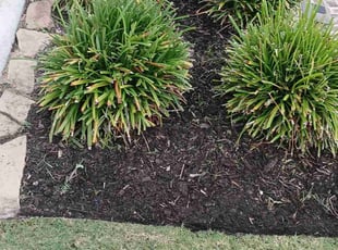 Weeding by Efrain Perez for Mayra A. in Cypress, TX