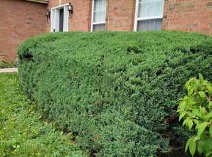 Bush Trimming by Dywane Clarke for Jillian P. in Reynoldsburg, OH