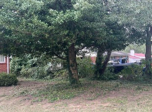Bush Trimming by Jose M Rodriguez for Mary C. in Alexandria, VA