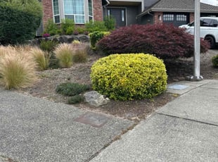 Bush Trimming by Lawrence Tuioti for Steve G. in Renton, WA