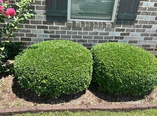 Weeding by Ann Lawrence for Mary D. in Madison, AL