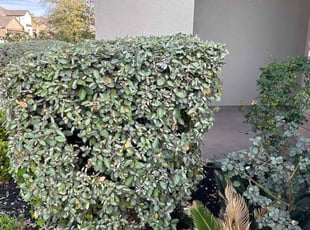 Bush Trimming by Jesus Cepeda for Milind J. in Cedar Park, TX