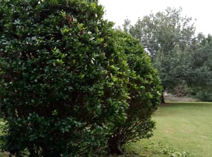 Bush Trimming by Maurice Jackson for AMANDA R. in Atlanta, GA