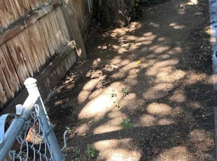 Leaf Removal by Brenna Rivera for Shyne B. in Denver, CO
