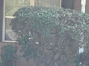 Bush Trimming by Ronald Jackson for Jakema B. in Covington, GA