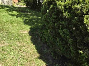 Bush Trimming by Jairon Villagran for Emily C. in Silver Spring, MD