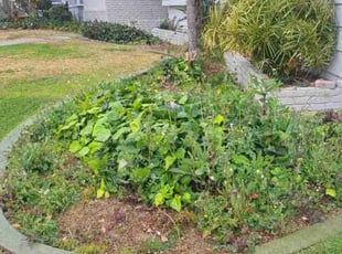 Weeding by Louie Priest for Ben H. in Bakersfield, CA