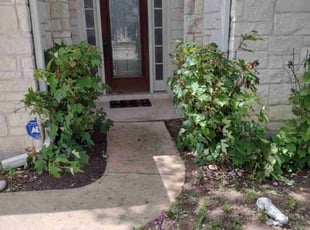 Bush Trimming by Jeronimo Barrientos for Claudia C. in Austin, TX