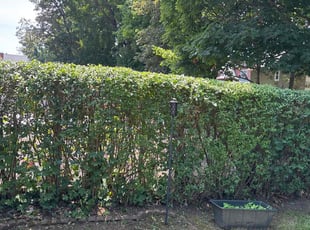 Bush Trimming by Matthew Achey for Natacha L. in Providence, RI