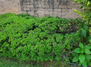 Bush Trimming by Anthony galeas for Ruby M. in Laurel, MD