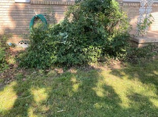 Bush Trimming by Curtis Stewart for Cody S. in North Little Rock, AR