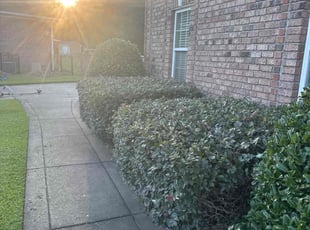 Bush Trimming by Preston Bartley for Robert H. in Raeford, NC