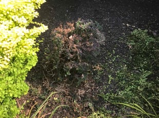 Bush Trimming by Isaac Jump for Karthick P. in Cincinnati, OH