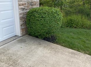 Bush Trimming by David Walton for Shannon E. in Pickerington, OH
