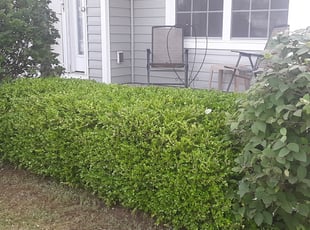 Bush Trimming by David Walton for Jasmine G. in Columbus, OH