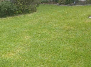 Kenneth E.'s Lawn Service service result