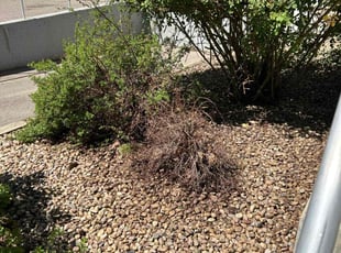 Weeding by Peggy Foster for Hayden D. in Berthoud, CO