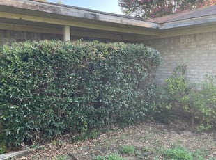 Bush Trimming by Jose Rodriguez for Aaron E. in Garland, TX