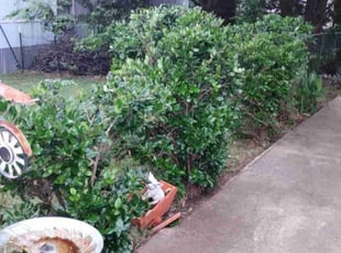Bush Trimming by Bradley Wilson for Deanna P. in Keene, TX