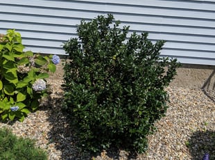 Bush Trimming by Justin Giordano for John S. in East Hartford, CT