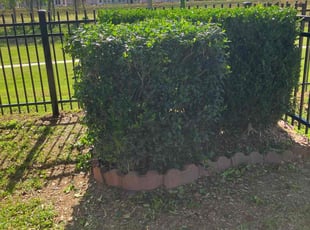 Bush Trimming by Clayton Joseph for Brenda J. in Richmond, TX