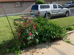 Bush Trimming by Elijah Miller for Ann J. in Milwaukee, WI