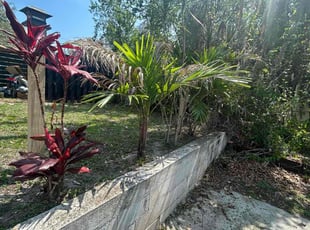 Bush Trimming by Feliciano Perez for Bill D. in Tampa, FL