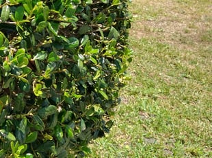 Bush Trimming by Will Rich for Juan C. in Jacksonville, FL