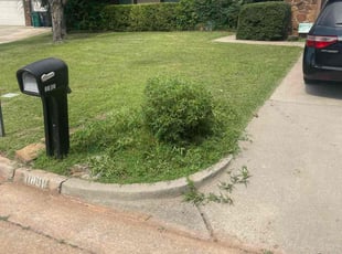 Bush Trimming by Terrance Walker for Petra H. in Oklahoma City, OK