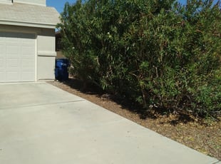 Bush Trimming by Daniel Marquez for Jessa S. in El Paso, TX