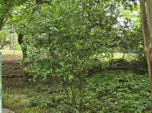 Bush Trimming by Eric Draper for Kevin S. in Gainesville, GA
