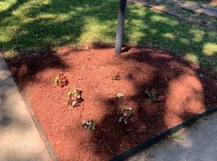 Landscaping by Alex Morales for Diane Q. in Houston, TX