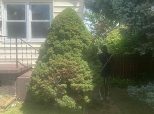 Bush Trimming by Clarence Brown for Yosef A. in St. Louis, MO