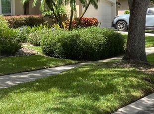 Bush Trimming by Warren Minns for Kevin C. in Lutz, FL
