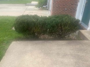 Bush Trimming by Samara Savage for Kecha L. in Clinton, MD