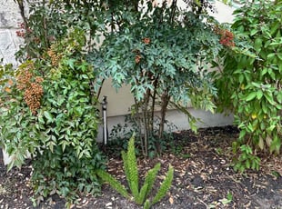 Bush Trimming by Brian Sky for Karen L. in San Antonio, TX