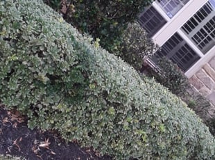 Bush Trimming by Ashley Ortiz for John P. in Richmond, TX