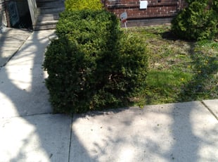 Bush Trimming by Josh Witzel for Kenosha T. in Chicago, IL