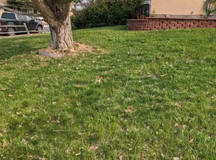 Leaf Removal by Johnny Hines for Lehi P. in Aurora, CO