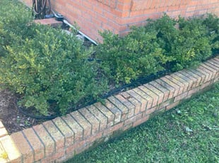 Weeding by Moises Perez for Raymond H. in Baytown, TX