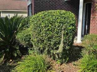 Bush Trimming by Jason Hughes for Ryann H. in Savannah, GA