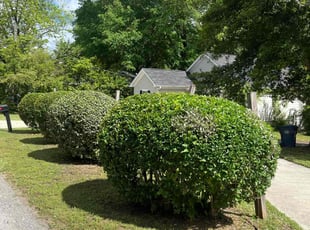 Bush Trimming by Ryan Lindsey for Tammy B. in Winder, GA