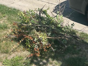 Bush Trimming by Xavier Thomas for Susan D. in Milwaukee, WI