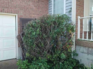 Bush Trimming by Michael Weaver for Gerald N. in Nashville, TN