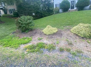 Bush Trimming by Guadalupe Flores for Jerome P. in Fredericksburg, VA