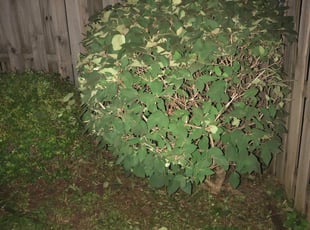Bush Trimming by Dianne Dickerson for Evelyn M. in Williamsburg, VA