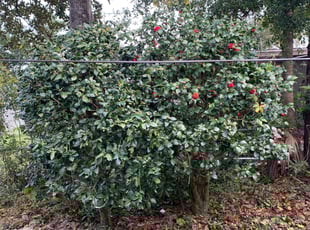 Bush Trimming by Jo Parvilus for Cara H. in Jacksonville, FL