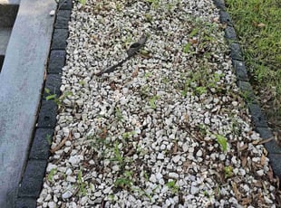 Weeding by Artavius Clark for Lydia H. in Washington, DC